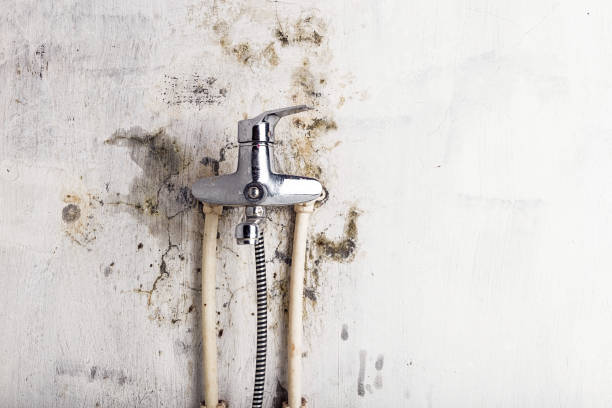 Best Mold Remediation Services  in Midway, NC