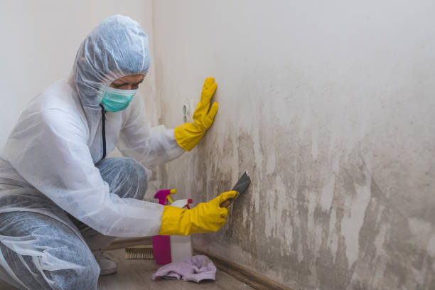 Trusted Midway, NC Mold Removal Experts