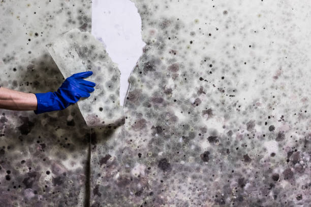 Best Certified Mold Removal  in Midway, NC